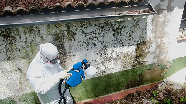 Top rated local Mold Remediation specialists in Chantilly, VA
